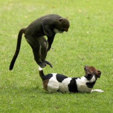 Dünyanın en ilginç ve en pahalı  evcil hayvanları