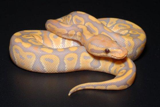 Dünyanın en ilginç ve en pahalı  evcil hayvanları