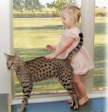 Dünyanın en ilginç ve en pahalı  evcil hayvanları