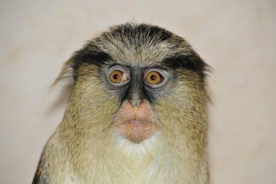 Dünyanın en ilginç ve en pahalı  evcil hayvanları