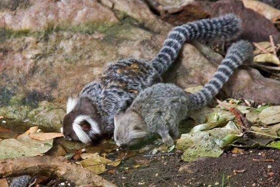 Dünyanın en ilginç ve en pahalı  evcil hayvanları