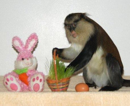 Dünyanın en ilginç ve en pahalı  evcil hayvanları