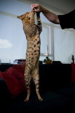 Dünyanın en ilginç ve en pahalı  evcil hayvanları