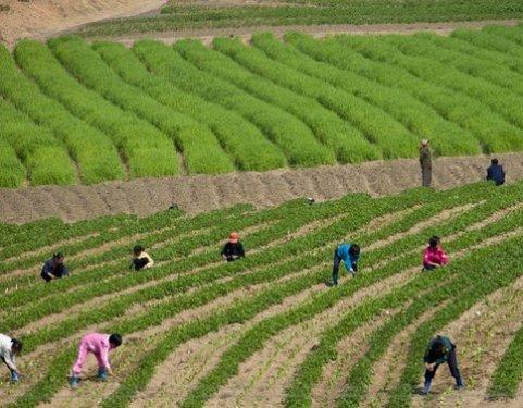 Dünyanın en otoriter ülkelerinden olan Kuzey Kore halkı 