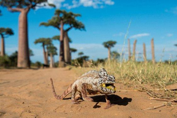 26'ncı kez düzenlenen National Geographic fotoğraf yarışması başladı