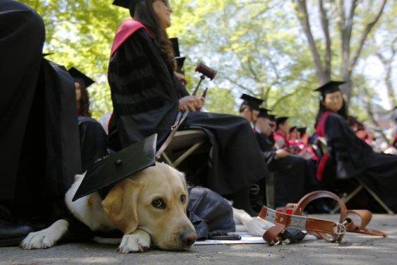 Abdullah Gül'ün oğlu Harvard'dan mezun oldu