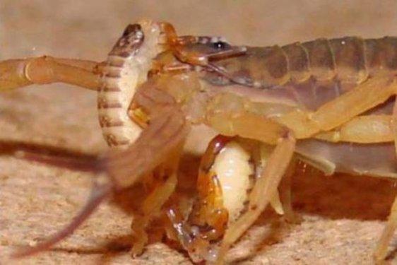 Dünyanın en zehirli hayvanı bakın nasıl çoğalıyor