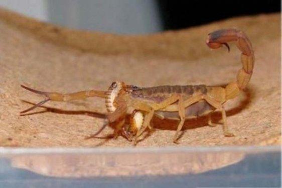 Dünyanın en zehirli hayvanı bakın nasıl çoğalıyor