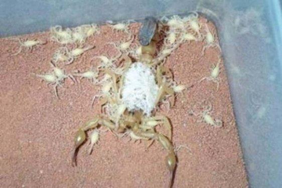 Dünyanın en zehirli hayvanı bakın nasıl çoğalıyor