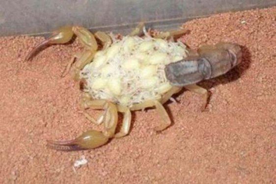 Dünyanın en zehirli hayvanı bakın nasıl çoğalıyor