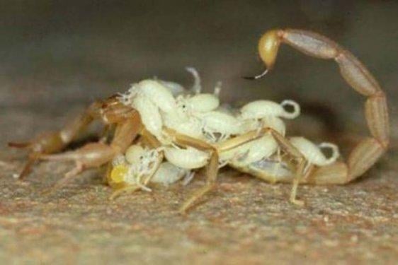 Dünyanın en zehirli hayvanı bakın nasıl çoğalıyor