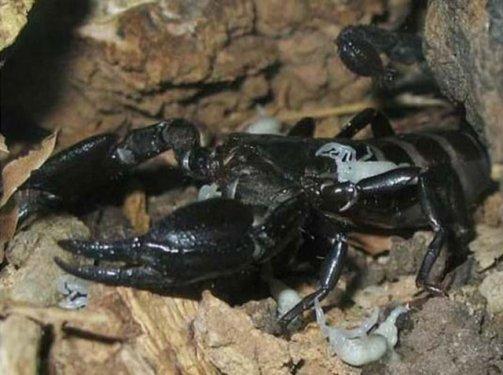 Dünyanın en zehirli hayvanı bakın nasıl çoğalıyor