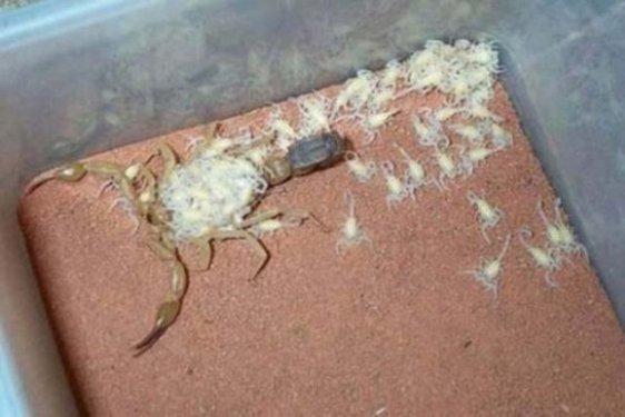 Dünyanın en zehirli hayvanı bakın nasıl çoğalıyor