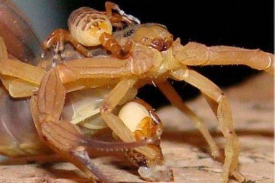 Dünyanın en zehirli hayvanı bakın nasıl çoğalıyor