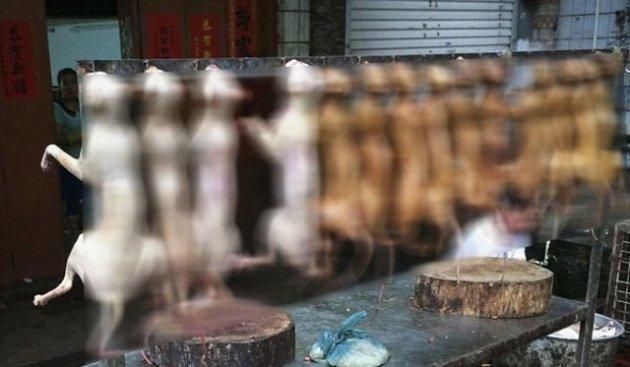 Çin'de köpek katliamı festivalle kutlanıyor