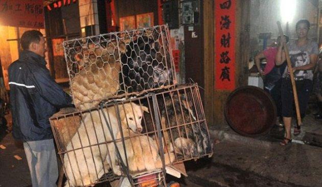 Çin'de köpek katliamı festivalle kutlanıyor