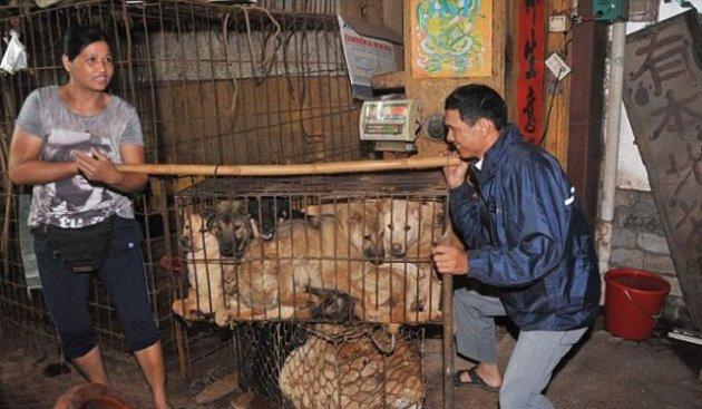 Çin'de köpek katliamı festivalle kutlanıyor