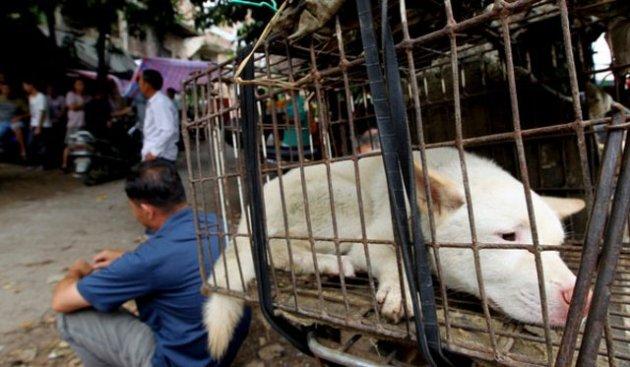 Çin'de köpek katliamı festivalle kutlanıyor
