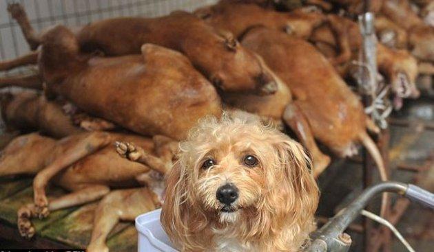 Çin'de köpek katliamı festivalle kutlanıyor