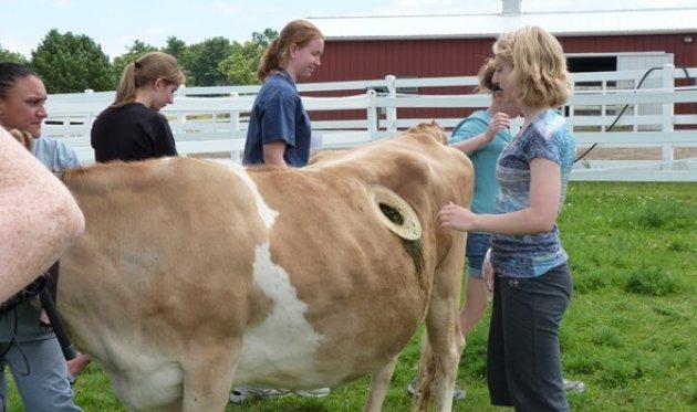 Daha fazla süt için ineklerin karnına pencere açıyorlar 
