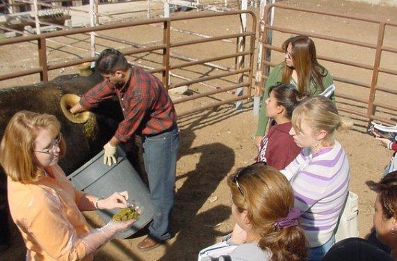 Daha fazla süt için ineklerin karnına pencere açıyorlar 