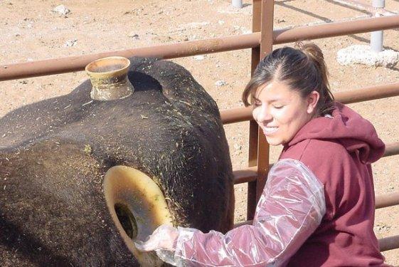 Daha fazla süt için ineklerin karnına pencere açıyorlar 