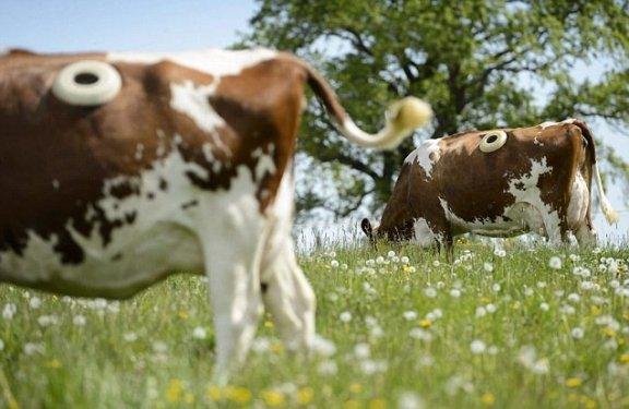 Daha fazla süt için ineklerin karnına pencere açıyorlar 