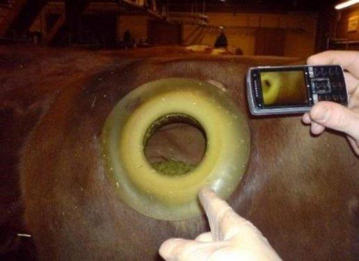 Daha fazla süt için ineklerin karnına pencere açıyorlar 