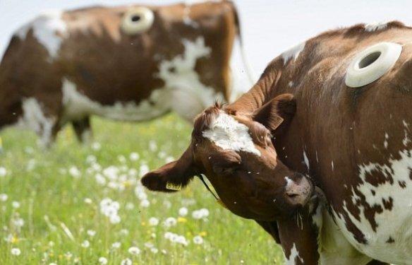 Daha fazla süt için ineklerin karnına pencere açıyorlar 