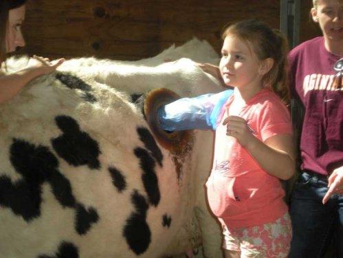 Daha fazla süt için ineklerin karnına pencere açıyorlar 