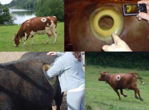 Daha fazla süt için ineklerin karnına pencere açıyorlar 