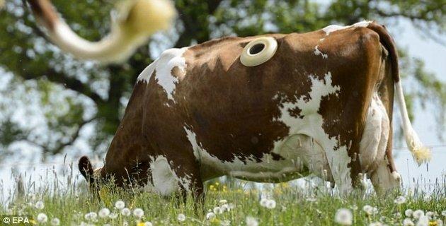 Daha fazla süt için ineklerin karnına pencere açıyorlar 