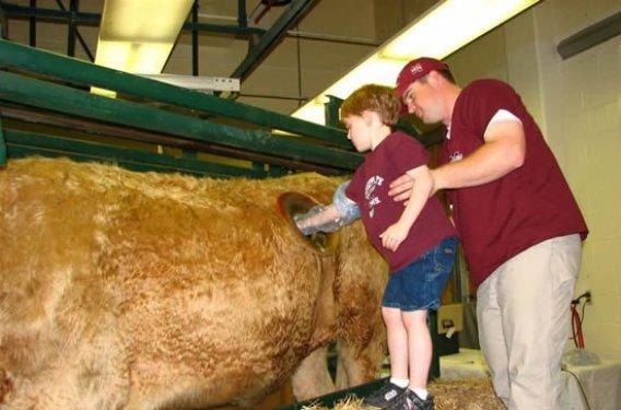 Daha fazla süt için ineklerin karnına pencere açıyorlar 