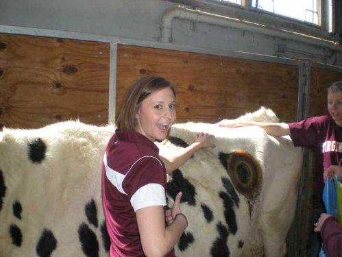 Daha fazla süt için ineklerin karnına pencere açıyorlar 