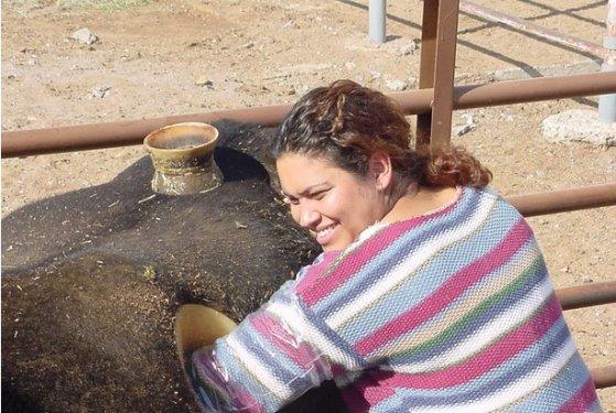 Daha fazla süt için ineklerin karnına pencere açıyorlar 