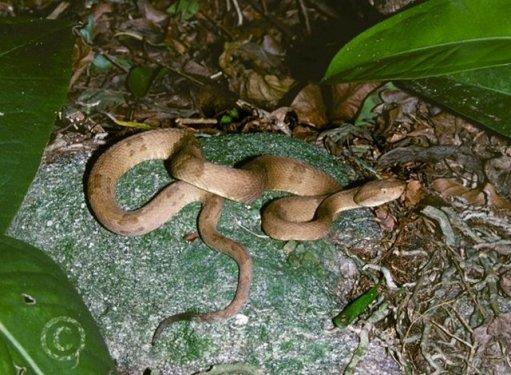 Dünyanın en tehlikeli adası