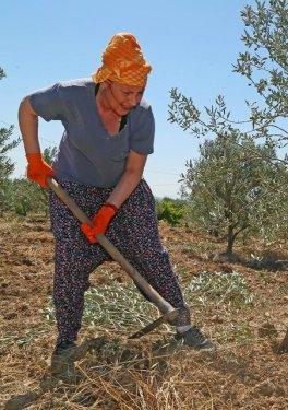 Vahide Perçin çapa yaptı