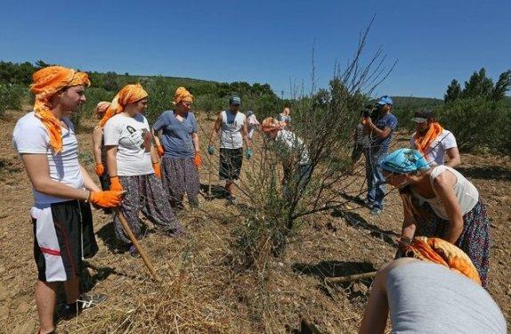 Vahide Perçin çapa yaptı