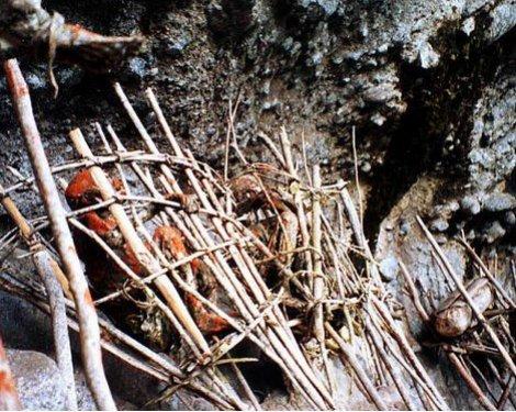 Papua Yeni Gine'de tüyler ürperten bir gelenek 