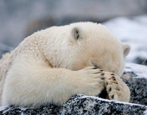 O dünyanın en mutsuz hayvanı