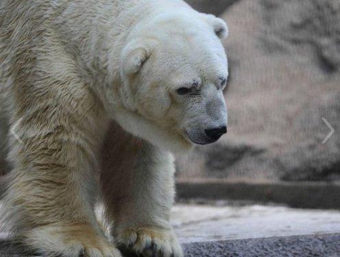 O dünyanın en mutsuz hayvanı