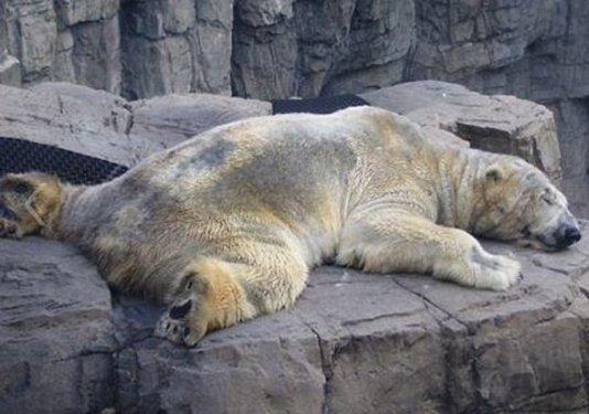 O dünyanın en mutsuz hayvanı