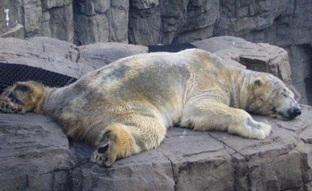 O dünyanın en mutsuz hayvanı