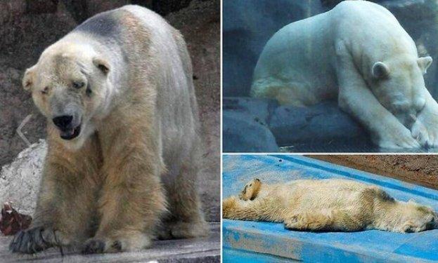 O dünyanın en mutsuz hayvanı