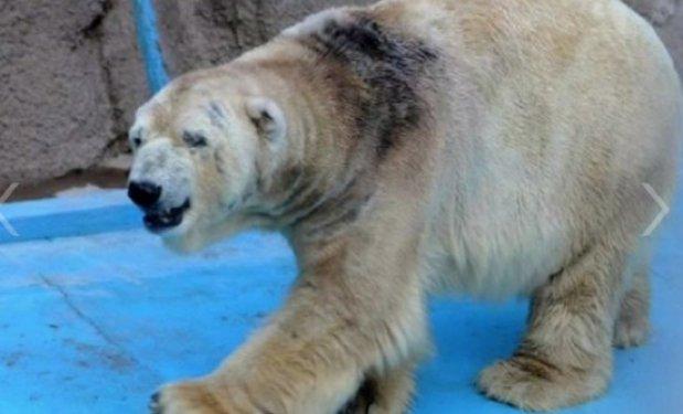 O dünyanın en mutsuz hayvanı