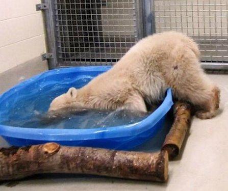 O dünyanın en mutsuz hayvanı