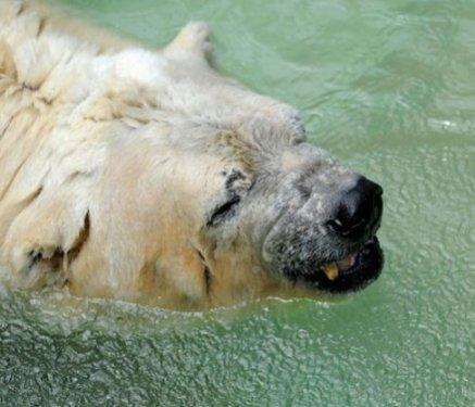 O dünyanın en mutsuz hayvanı