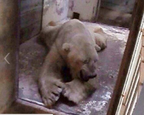 O dünyanın en mutsuz hayvanı