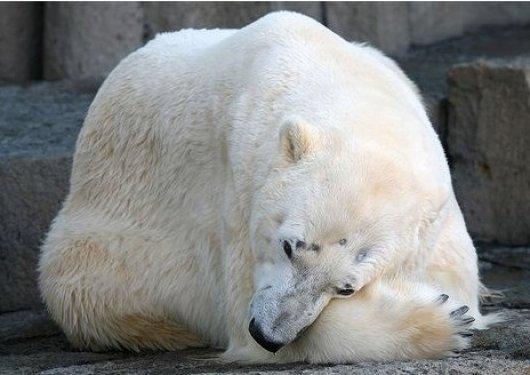 O dünyanın en mutsuz hayvanı