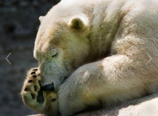 O dünyanın en mutsuz hayvanı